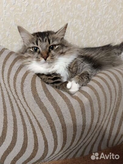 Кошка в добрые руки