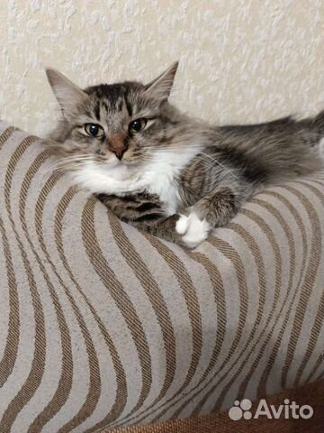 Кошка в добрые руки