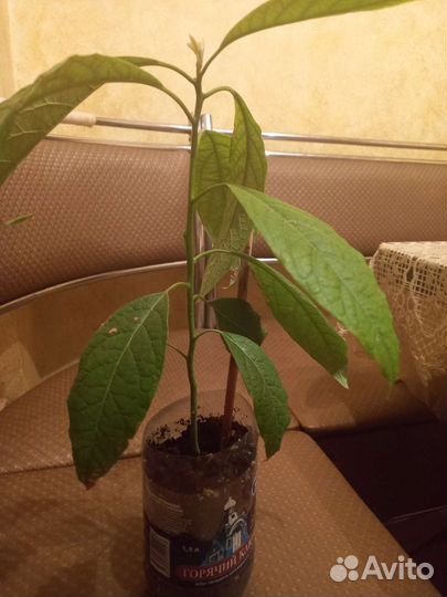 Саженцы авокадо