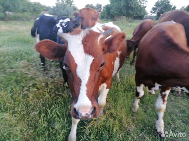 Продаются телки
