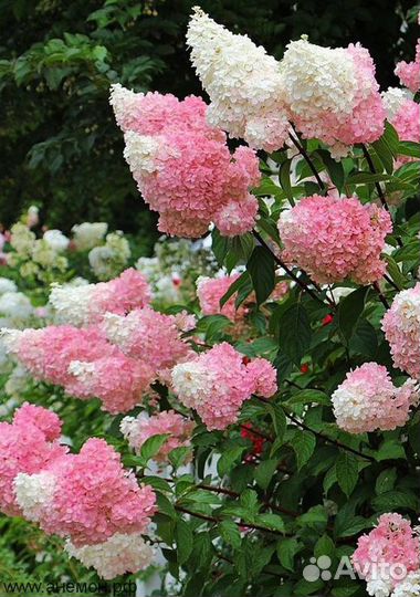 Гортензия Строуберри Блоссом