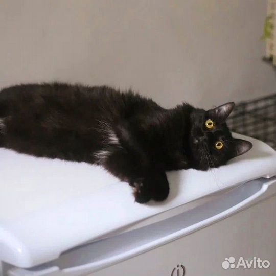 Кошечка ищет дом