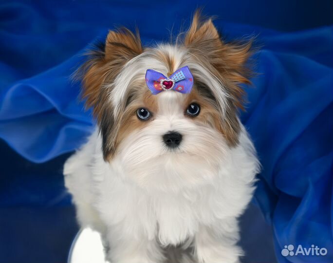 Вязка йорк кобель микро голубоглазый 1.5 кг