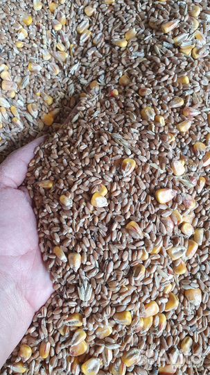 Зерно пшеница 3 класс