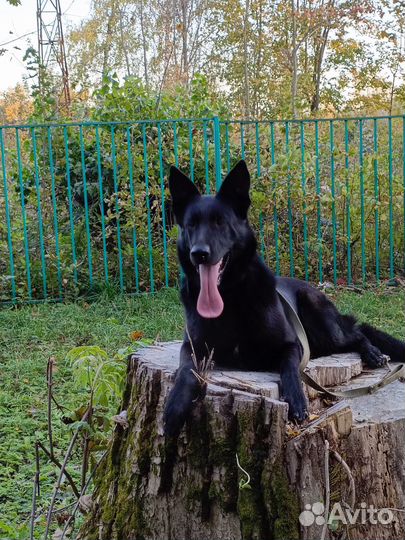 Дрессировка