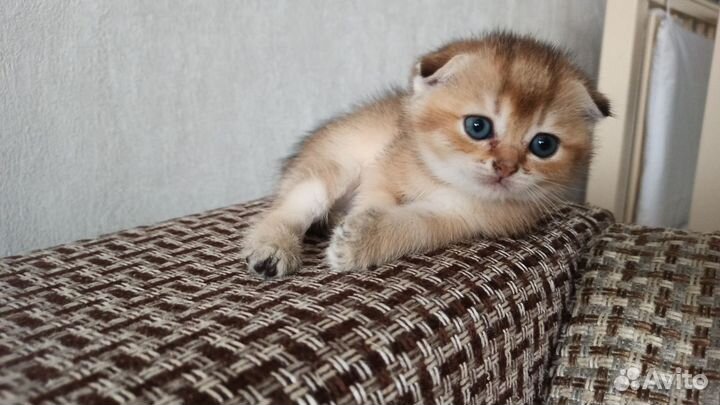 Шотландская золотая шиншилла