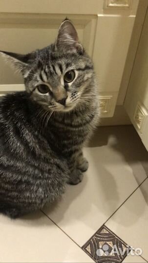 Кошка котёнок