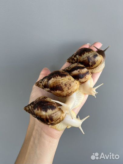 Улитки ахатины