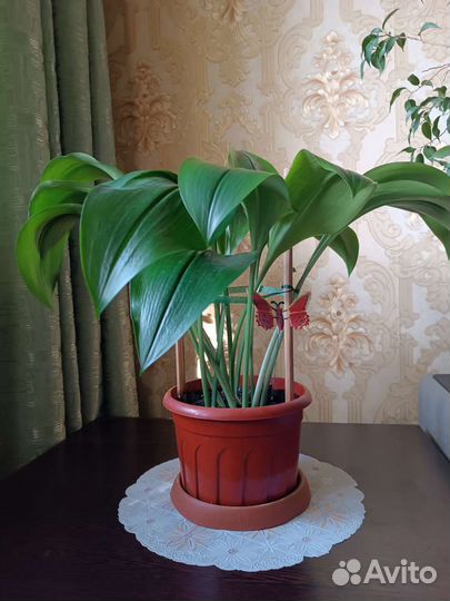 Комнатные цветы