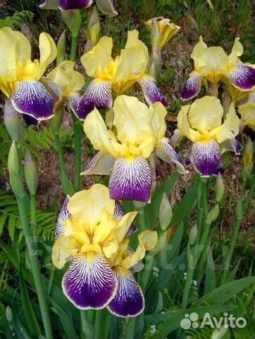 Ирис желто-фиолетовый