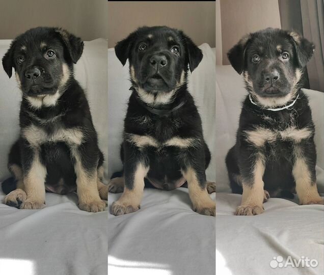 Восточноевропейская овчарка вязка