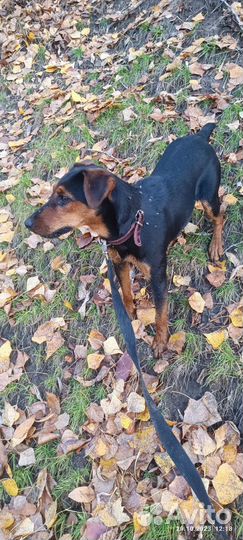 Ягдтерьер 2 года