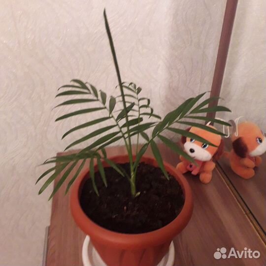 Пальма хамедорея