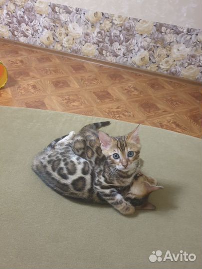 Бенгальские котята
