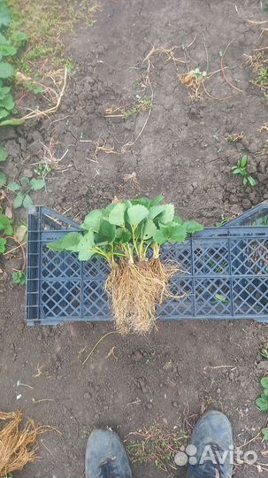 Рассада клубники