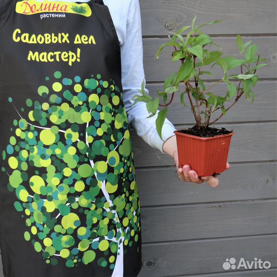 Дейция гибридная Меджисен (1 саж.; 15-20 см)