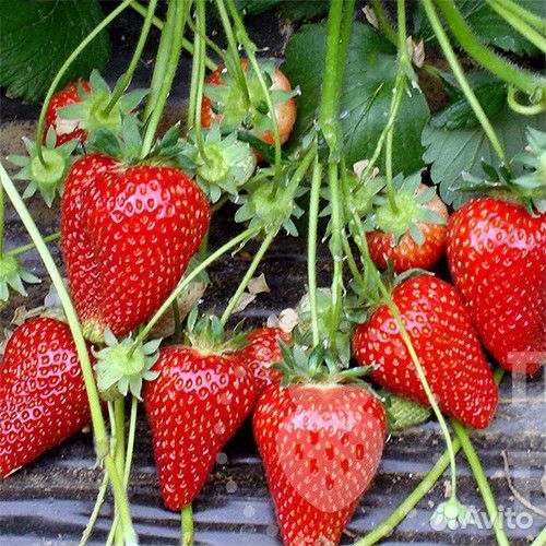 Рассада клубники