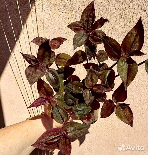 Традесканция комнатная зебрина Шоколадный холм