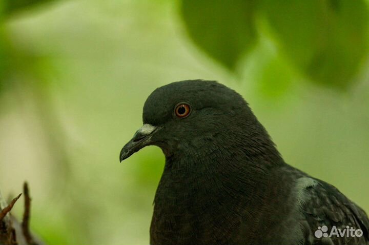Советские объективы