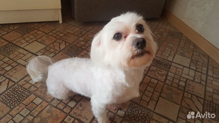 Вязка мальтезе