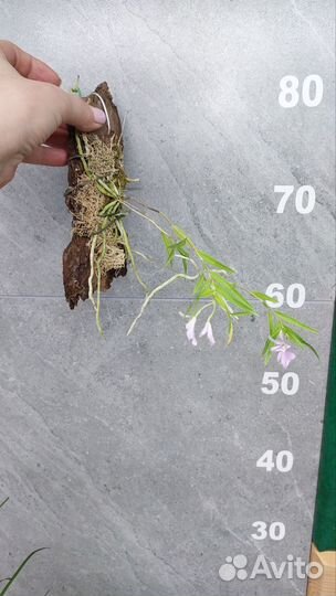 Миниорхидея Орстеделла