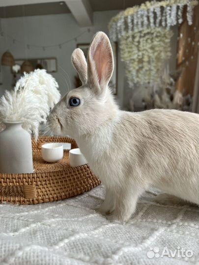 Декоративные кролики