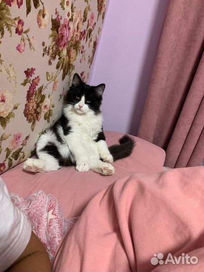 Котята в добрые руки мальчики