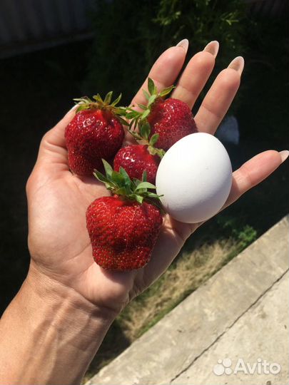 Клубника Чёрный принц крупноплодная сортовая