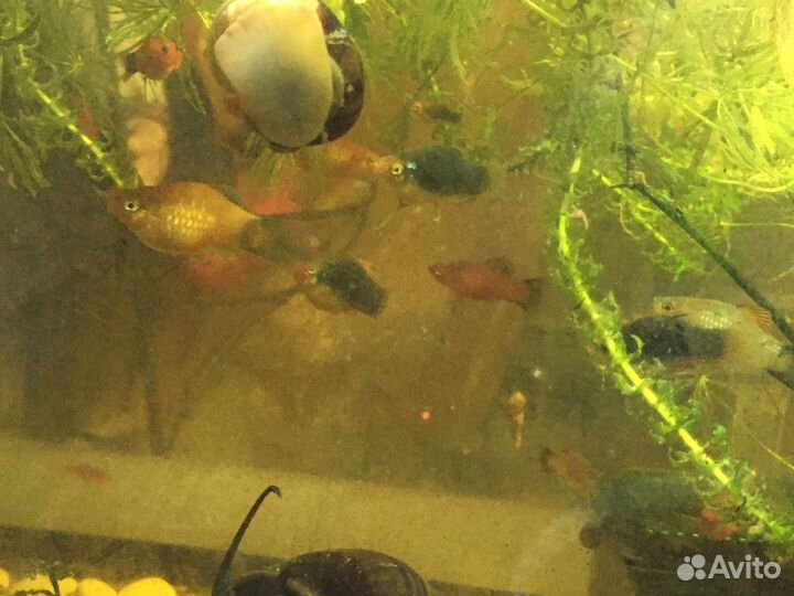 Рыбки пецилии