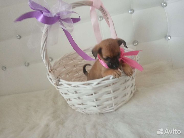 Чихуахуа, тойтерьеры, карликовые пинчеры Доставка