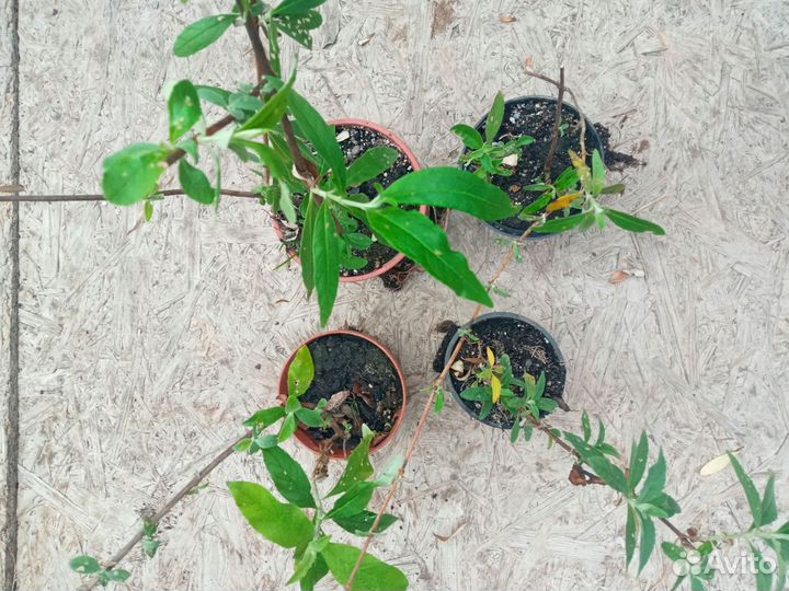 Буддлея Давида