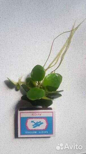 Аквариумные растения и креветки