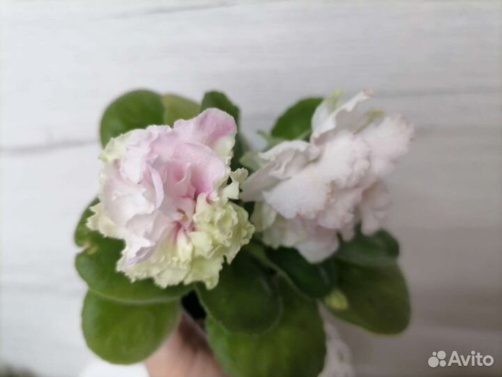 Излишки сортовых фиалок