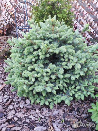 Ель колючая глаука саженцы