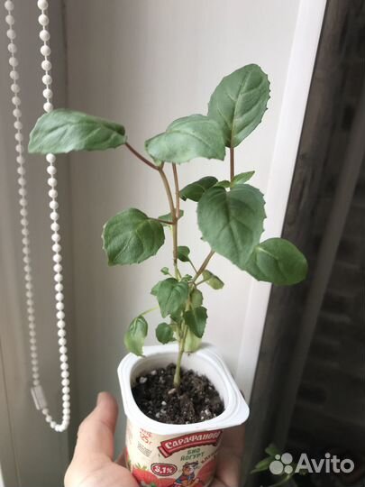 Фикус, колеус, фуксия, традесканция, фиалка