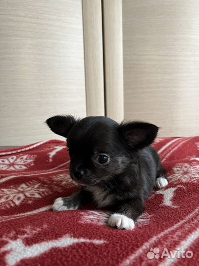 Щенки чихуахуа