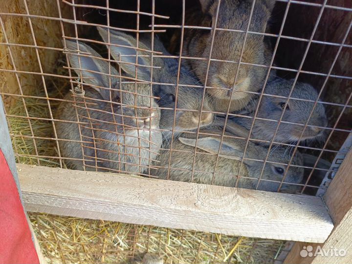 Кролики Фландер