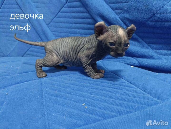 Котята Сфинкс, Эльф