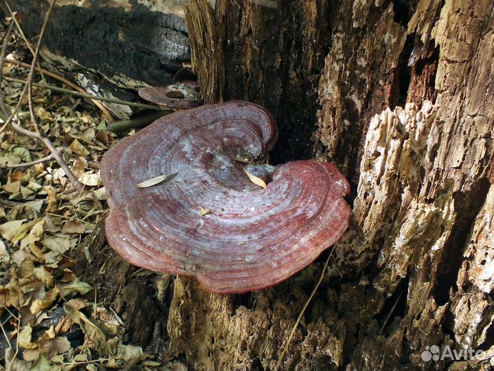 Рейши (линчжи) - лекарственный сушеный гриб