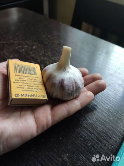 Озимый чеснок