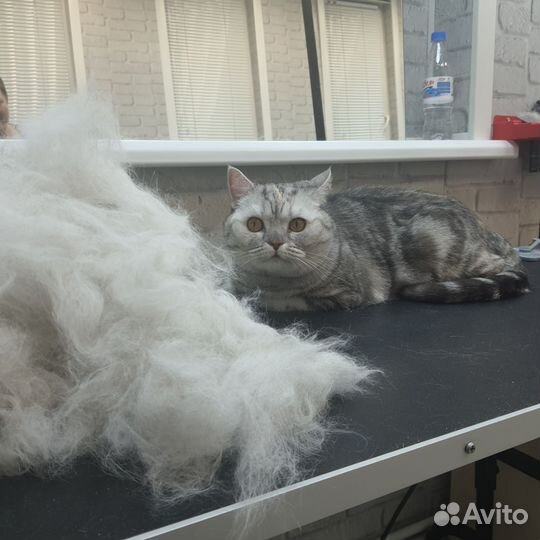 Груминг. Стрижка собак, кошек. Экспресс-линька