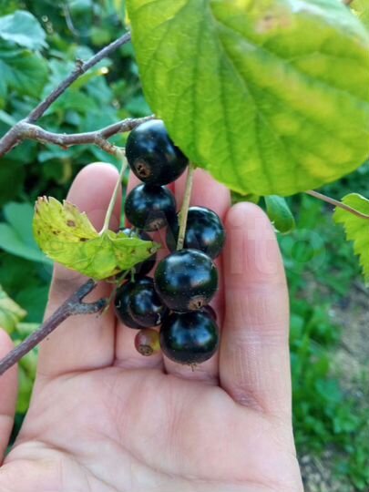 Дача 35 м² на участке 13,6 сот.