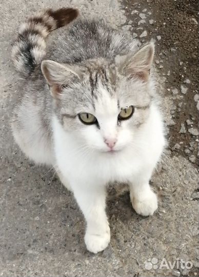 Пристраивается кошечка