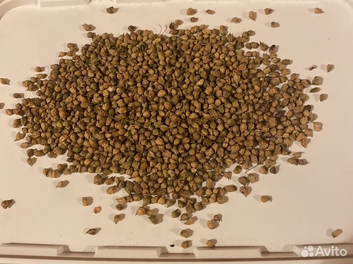 Семена свербиги восточной