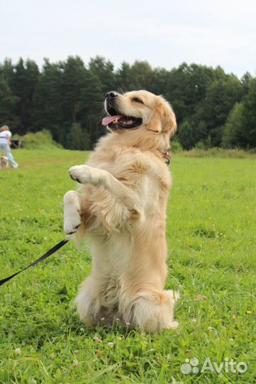 Школа для собак Раменское