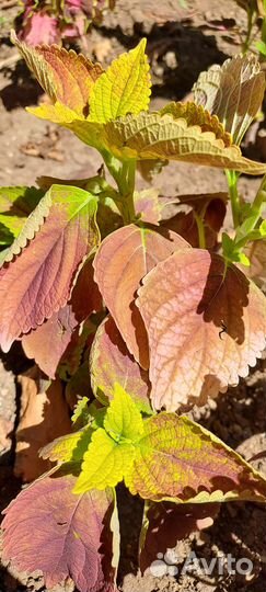 Колеусы. Цветы