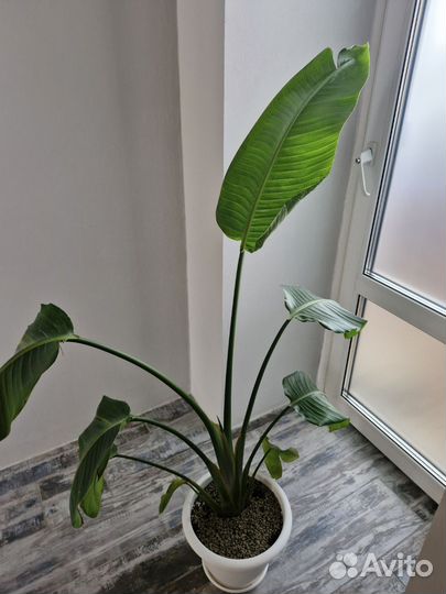 Стрелица Николая