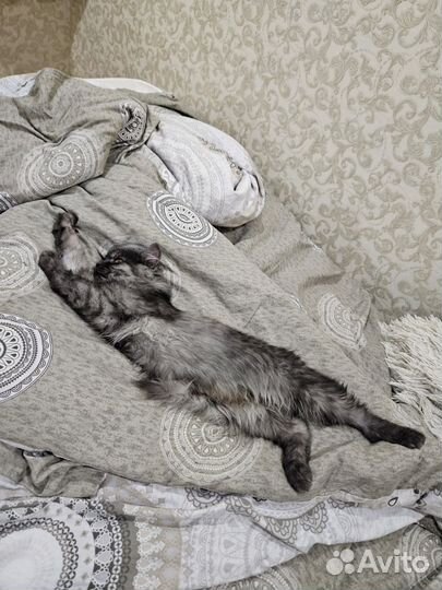 Кошка в дар
