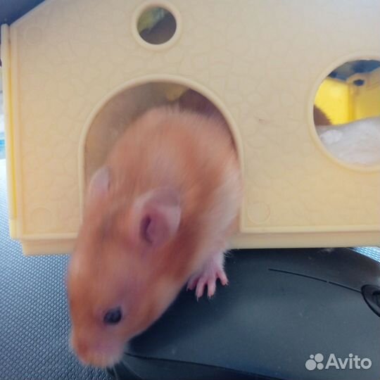 Сирийский хомяк