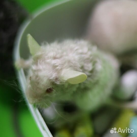 Кудрявые мышки Рексы